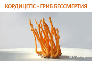 Китайский Кордицепс НСП - Польза, состав, применение, противопоказания. Где купить в Москве, СПБ - Цена в аптеке НСП