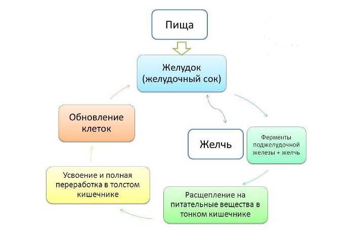 Как работает пищеварительная система в организме
