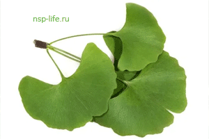 Гинкго / Готу Кола - лечебные свойства, применение, противопоказания. Где купить в Москве, СПБ - Цена в аптеке НСП