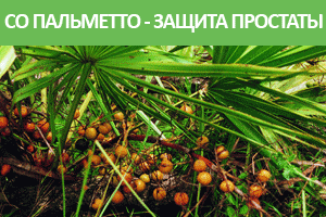 БАД НСП Со Пальметто - защита простаты. Инструкция по применению. Где купить в Москве, СПб. Цена. Отзывы. Cайт NSP. Интернет-магазин