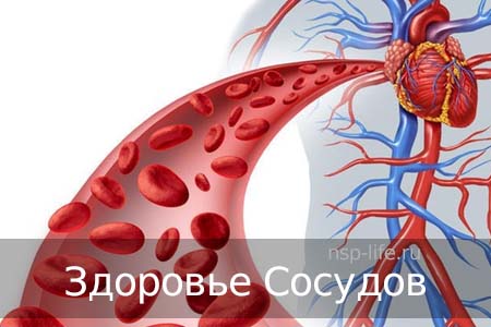 Программа НСП Здоровье сосудов. Профилактика атеросклероза. Где купить БАД НСП для печени в Москве, Санкт-Петербурге официально. Цена. Отзывы. Сайт NSP. Интернет-магазин