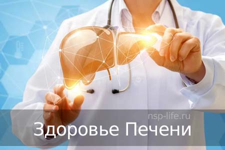 Программа НСП Печень. Гепатопротекторы NSP. Где купить БАД НСП для печени в Москве, Санкт-Петербурге официально. Цена. Отзывы. Сайт NSP. Интернет-магазин